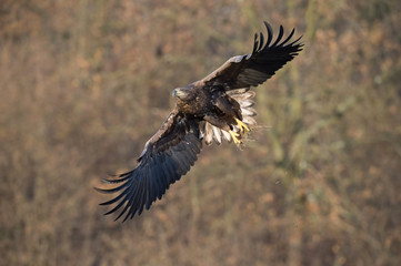 The White-tailed Eagle, Haliaeetus albicilla is flying in autumn color environment of wildlife. Also known as the Ern, Erne, Gray Eagle, Eurasian Sea Eagle. Nice autumn colorful background...