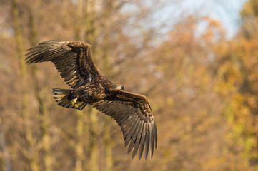 The White-tailed Eagle, Haliaeetus albicilla is flying in autumn color environment of wildlife. Also known as the Ern, Erne, Gray Eagle, Eurasian Sea Eagle. Nice autumn colorful background...