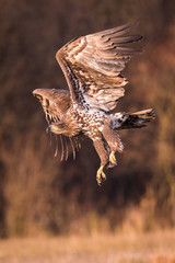 The White-tailed Eagle, Haliaeetus albicilla is flying in autumn color environment of wildlife. Also known as the Ern, Erne, Gray Eagle, Eurasian Sea Eagle. Nice autumn colorful background...