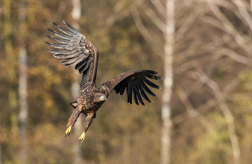 The White-tailed Eagle, Haliaeetus albicilla is flying in autumn color environment of wildlife. Also known as the Ern, Erne, Gray Eagle, Eurasian Sea Eagle. Nice autumn colorful background...