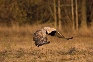 The White-tailed Eagle, Haliaeetus albicilla is flying in autumn color environment of wildlife. Also known as the Ern, Erne, Gray Eagle, Eurasian Sea Eagle. Nice autumn colorful background...