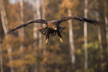 The White-tailed Eagle, Haliaeetus albicilla is flying in autumn color environment of wildlife. Also known as the Ern, Erne, Gray Eagle, Eurasian Sea Eagle. Nice autumn colorful background...