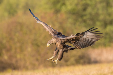 The White-tailed Eagle, Haliaeetus albicilla is flying in autumn color environment of wildlife. Also known as the Ern, Erne, Gray Eagle, Eurasian Sea Eagle. Nice autumn colorful background...