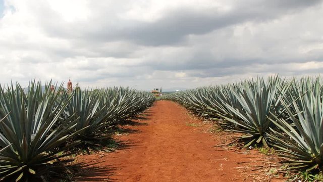 Moving Forward Through Fields of Tequila Agave with Bright Red Soil Surrounding the Cactus Like Plants Growing in Small Mexican Town of Jesus Maria