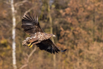 The White-tailed Eagle, Haliaeetus albicilla is flying in autumn color environment of wildlife. Also known as the Ern, Erne, Gray Eagle, Eurasian Sea Eagle. Nice autumn colorful background...