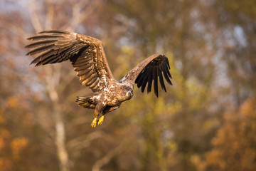 The White-tailed Eagle, Haliaeetus albicilla is flying in autumn color environment of wildlife. Also known as the Ern, Erne, Gray Eagle, Eurasian Sea Eagle. Nice autumn colorful background...