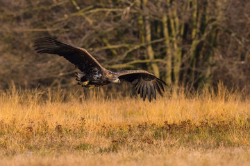 The White-tailed Eagle, Haliaeetus albicilla is flying in autumn color environment of wildlife. Also known as the Ern, Erne, Gray Eagle, Eurasian Sea Eagle. Nice autumn colorful background...