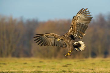 The White-tailed Eagle, Haliaeetus albicilla is flying in autumn color environment of wildlife. Also known as the Ern, Erne, Gray Eagle, Eurasian Sea Eagle. Nice autumn colorful background...