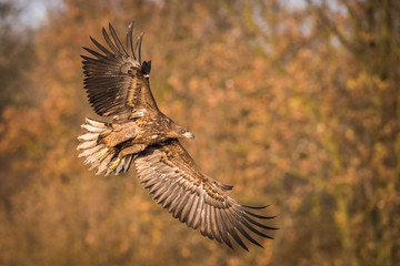 The White-tailed Eagle, Haliaeetus albicilla is flying in autumn color environment of wildlife. Also known as the Ern, Erne, Gray Eagle, Eurasian Sea Eagle. Nice autumn colorful background...