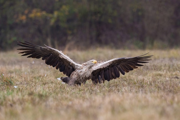 The White-tailed Eagle, Haliaeetus albicilla is flying in autumn color environment of wildlife. Also known as the Ern, Erne, Gray Eagle, Eurasian Sea Eagle. Nice autumn colorful background...