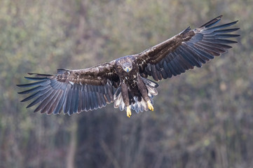 The White-tailed Eagle, Haliaeetus albicilla is flying in autumn color environment of wildlife. Also known as the Ern, Erne, Gray Eagle, Eurasian Sea Eagle. Nice autumn colorful background...