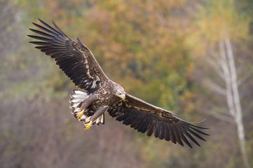 The White-tailed Eagle, Haliaeetus albicilla is flying in autumn color environment of wildlife. Also known as the Ern, Erne, Gray Eagle, Eurasian Sea Eagle. Nice autumn colorful background...