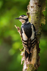 The Great Spotted Woodpecker, Dendrocopos major is sitting on the branch of tree, somewhere in the forest, colorful background and nice soft light ..