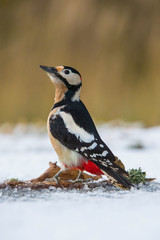 The Great Spotted Woodpecker, Dendrocopos major is sitting at the frozen snowy forest waterhole, looking for a water to dring, colorful background and nice soft light ..