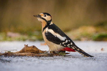 The Great Spotted Woodpecker, Dendrocopos major is sitting at the frozen snowy forest waterhole, looking for a water to dring, colorful background and nice soft light ..