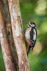 The Great Spotted Woodpecker, Dendrocopos major is sitting on the branch of tree, somewhere in the forest, colorful background and nice soft light ..