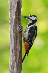 The Great Spotted Woodpecker, Dendrocopos major is sitting on the branch of tree, somewhere in the forest, colorful background and nice soft light ..