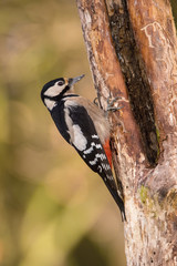 The Great Spotted Woodpecker, Dendrocopos major is sitting on the branch of tree, somewhere in the forest, colorful background and nice soft light ..