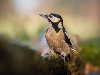 The Great Spotted Woodpecker, Dendrocopos major is sitting on the branch of tree, somewhere in the forest, colorful background and nice soft light ..