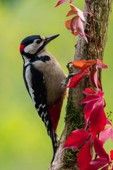 The Great Spotted Woodpecker, Dendrocopos major is sitting on the branch of tree, somewhere in the forest, colorful background and nice soft light ..