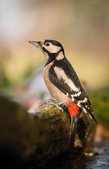 The Great Spotted Woodpecker, Dendrocopos major is sitting on the branch of tree, somewhere in the forest, colorful background and nice soft light ..