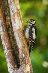 The Great Spotted Woodpecker, Dendrocopos major is sitting on the branch of tree, somewhere in the forest, colorful background and nice soft light ..