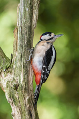 The Great Spotted Woodpecker, Dendrocopos major is sitting on the branch of tree, somewhere in the forest, colorful background and nice soft light ..
