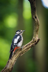 The Great Spotted Woodpecker, Dendrocopos major is sitting on the branch of tree, somewhere in the forest, colorful background and nice soft light ..