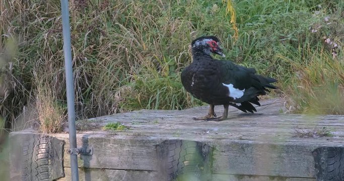 Schwarze Warzenente putzt sich auf Steg 4k DCI 50p
