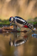 The Great Spotted Woodpecker, Dendrocopos major is sitting at the forest waterhole, reflecting in the  surface, preparing for the bath, colorful background and nice soft light