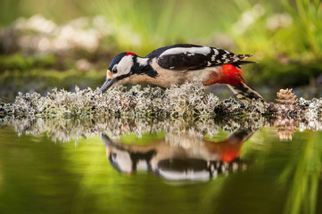The Great Spotted Woodpecker, Dendrocopos major is sitting at the forest waterhole, reflecting in the  surface, preparing for the bath, colorful background and nice soft light