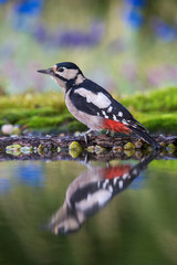 The Great Spotted Woodpecker, Dendrocopos major is sitting at the forest waterhole, reflecting in the  surface, preparing for the bath, colorful background and nice soft light