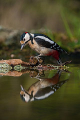 The Great Spotted Woodpecker, Dendrocopos major is sitting at the forest waterhole, reflecting in the  surface, preparing for the bath, colorful background and nice soft light