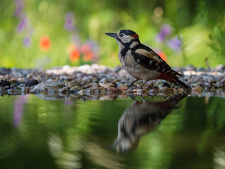 The Great Spotted Woodpecker, Dendrocopos major is sitting at the forest waterhole, reflecting in the  surface, preparing for the bath, colorful background and nice soft light