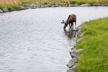 Beautiful Alaskan moose drinks water from a stream on a summer day