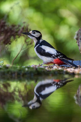 The Great Spotted Woodpecker, Dendrocopos major is sitting at the forest waterhole, reflecting in the  surface, preparing for the bath, colorful background and nice soft light