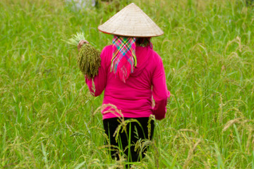 Naklejka na ściany i meble working in rice fields, Vietnam