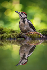 The Great Spotted Woodpecker, Dendrocopos major is sitting at the forest waterhole, reflecting in the  surface, preparing for the bath, colorful background and nice soft light