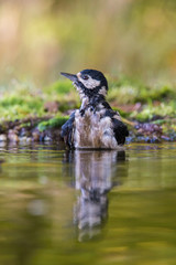 The Great Spotted Woodpecker, Dendrocopos major is sitting at the forest waterhole, reflecting in the  surface, preparing for the bath, colorful background and nice soft light