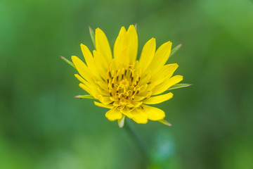 Tragopogon pratens, Jack-go-to-bed-at-noon, meadow salsify, showy goat's-beard, meadow goat's-beard yellow flowers like dandelion
