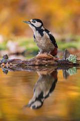 The Great Spotted Woodpecker, Dendrocopos major is sitting at the forest waterhole, reflecting in the  surface, preparing for the bath, colorful background and nice soft light