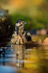 The Great Spotted Woodpecker, Dendrocopos major is sitting at the forest waterhole, reflecting in the  surface, preparing for the bath, colorful background and nice soft light