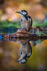 The Great Spotted Woodpecker, Dendrocopos major is sitting at the forest waterhole, reflecting in the  surface, preparing for the bath, colorful background and nice soft light