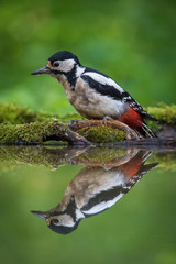 The Great Spotted Woodpecker, Dendrocopos major is sitting at the forest waterhole, reflecting in the  surface, preparing for the bath, colorful background and nice soft light