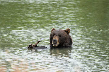 Alaskan grizzly bear sits in the water, eating a stick with his two paws and claws, giving a goofy...