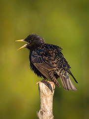The Common Starling, Sturnus vulgaris is is sitting and posing on the branch, amazing picturesque green background, in the morning during sunrise