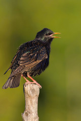 The Common Starling, Sturnus vulgaris is is sitting and posing on the branch, amazing picturesque green background, in the morning during sunrise