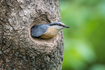 The Wood Nuthatch, Sitta europaea is sitting at the nesting cavity during the nesting season.