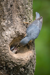 The Wood Nuthatch, Sitta europaea is sitting at the nesting cavity during the nesting season.