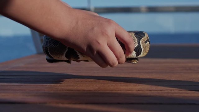 Feeding the snakes